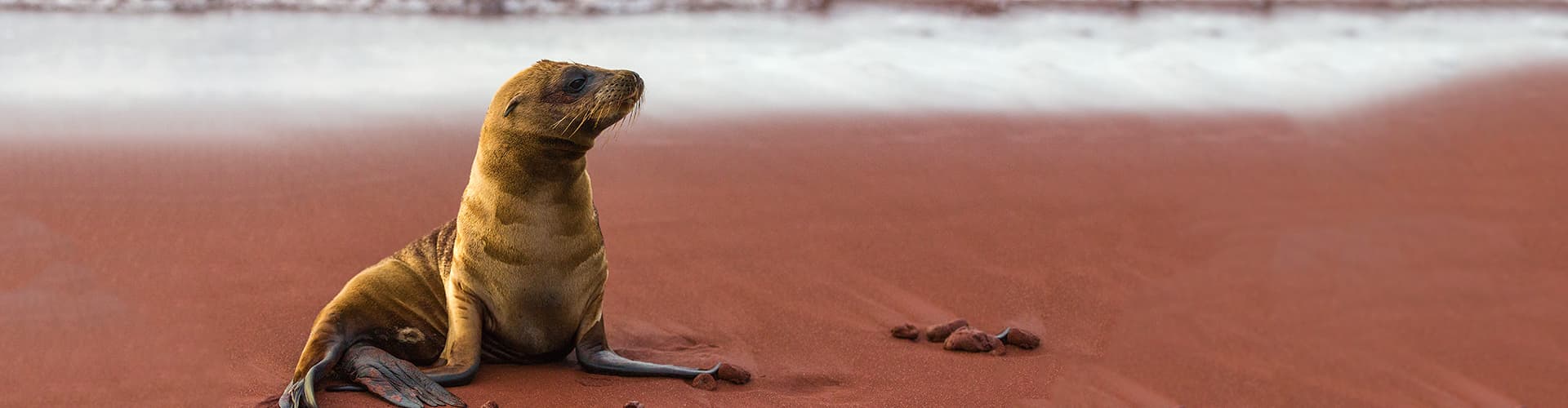 Baby sea lion on rust beach, Isla Rabida, Galapagos Islands