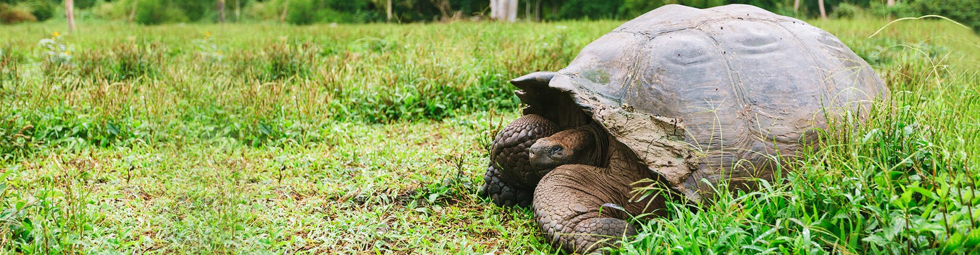 Giant Tortoise, Galapagos Islands