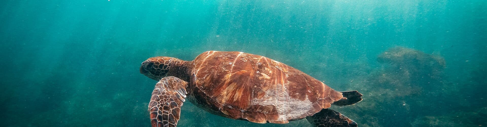 Galapagos-Isla-Floreana-devils-crown-turtle