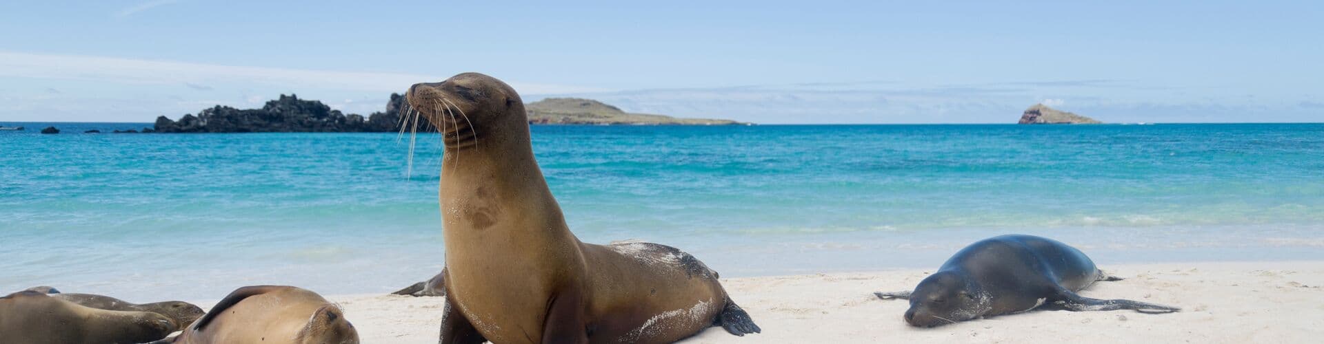 galapagos_content-seal