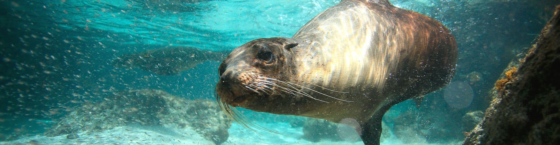 galapagos_sea-lion_ocean-swimming