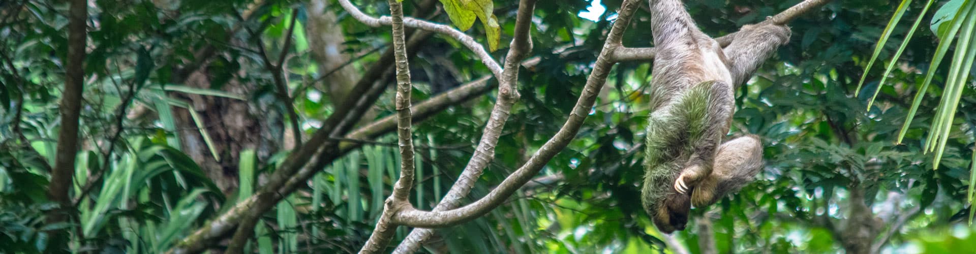 Sloth hangs from tree branch in Manuel Antonio National Park, Costa Rica