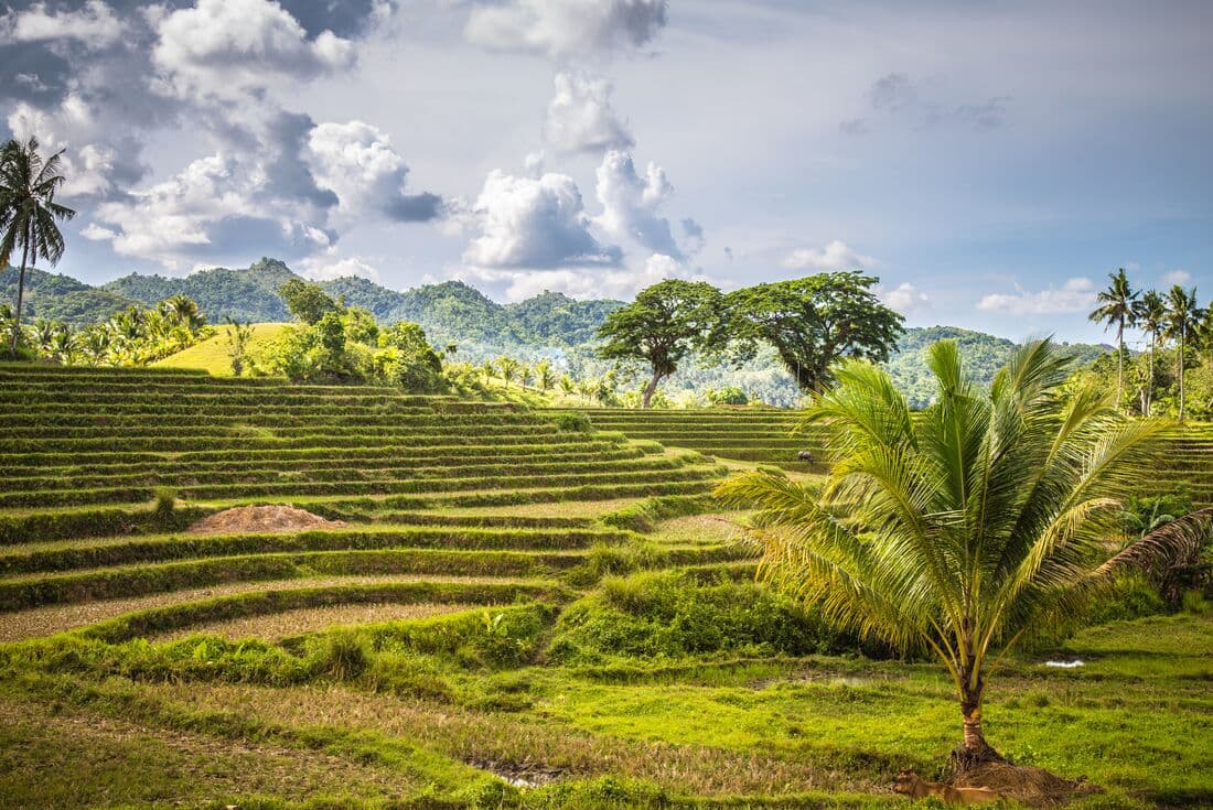 Among the Cadapdapan rice terraces in the Philippines