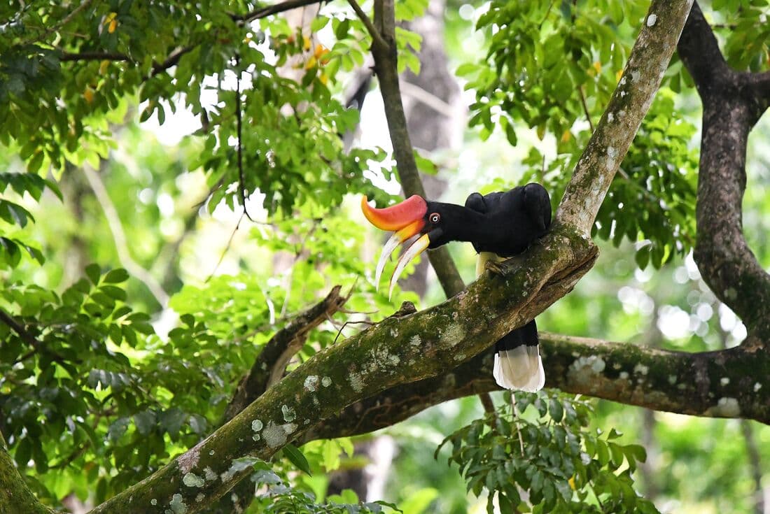 A brightly crested female Rhinoceros Hornbill in Taman Negara canopy