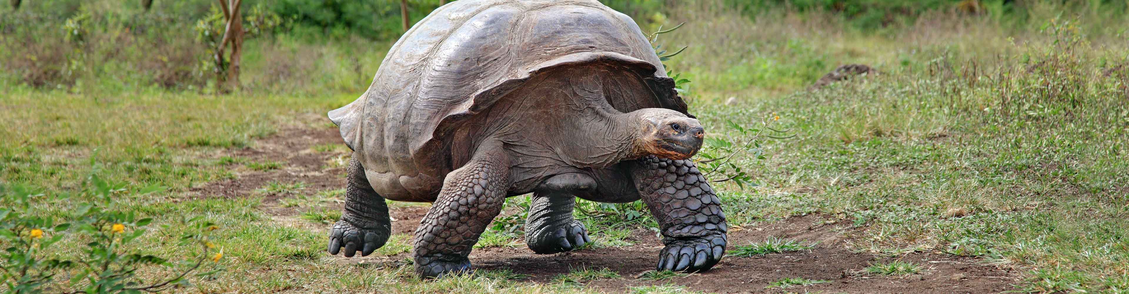 Galapagos Tortoise Walk
