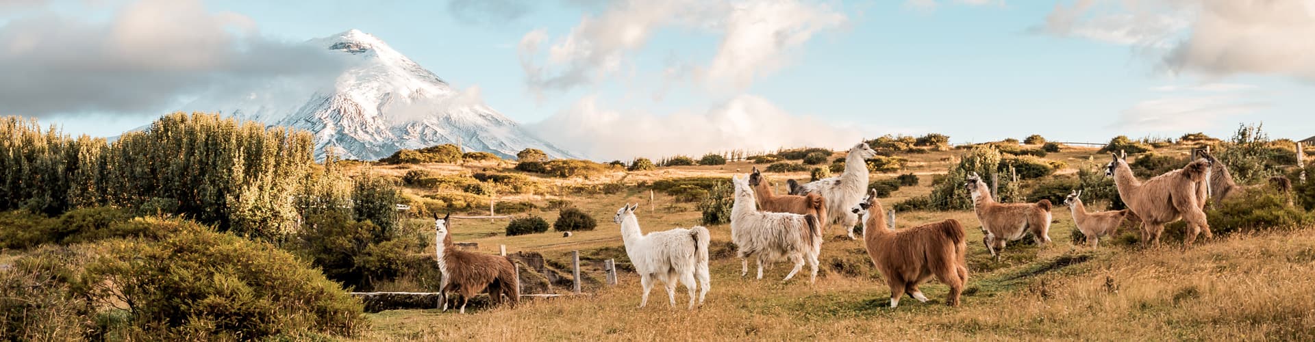 Llamas and alpacas run in a paddock with the Cotopaxi volcano in the background