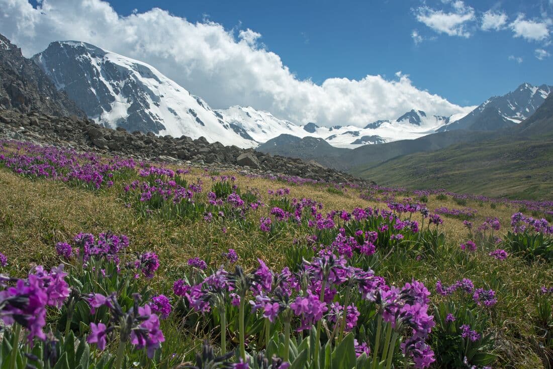 A field of purple alpine anemones endemic to the TIen Shan Mountains of Kyrgyzstan