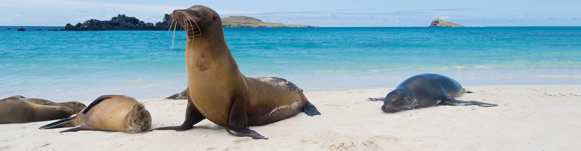 Sea lions on beach, Galapagos Islands