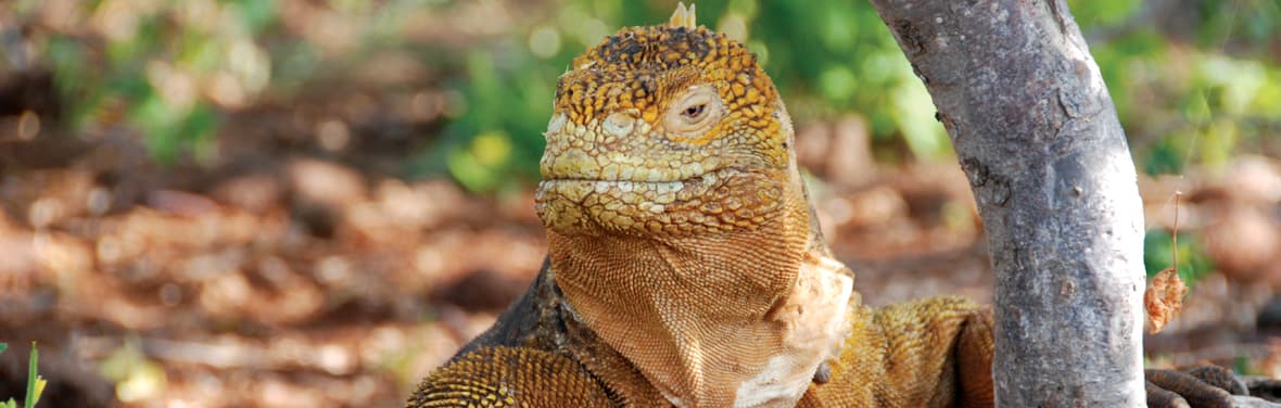 Iguana, Galapagos Island