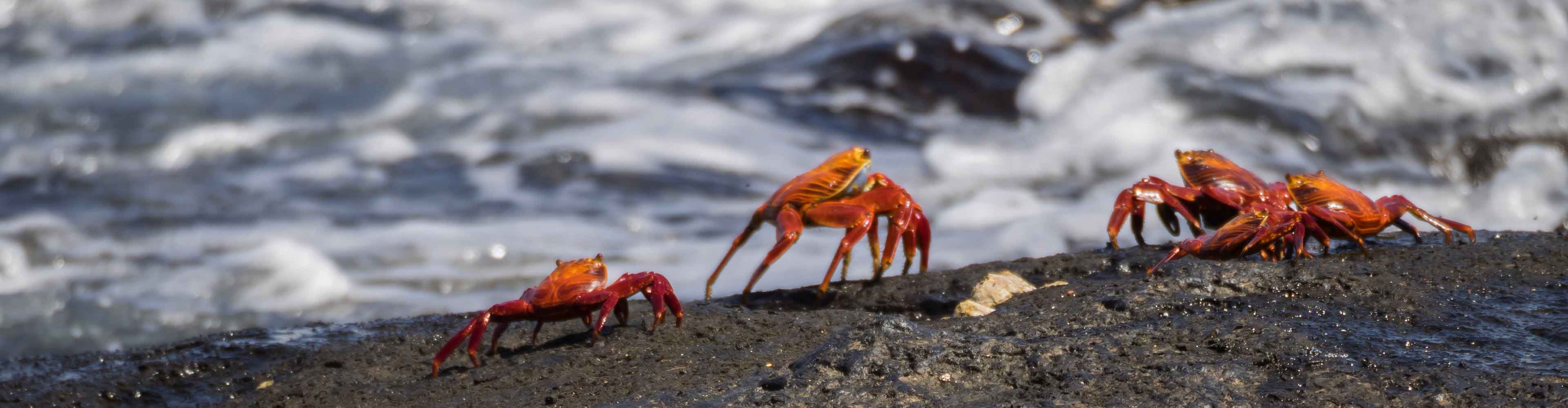 Galapagos Crabs Shore