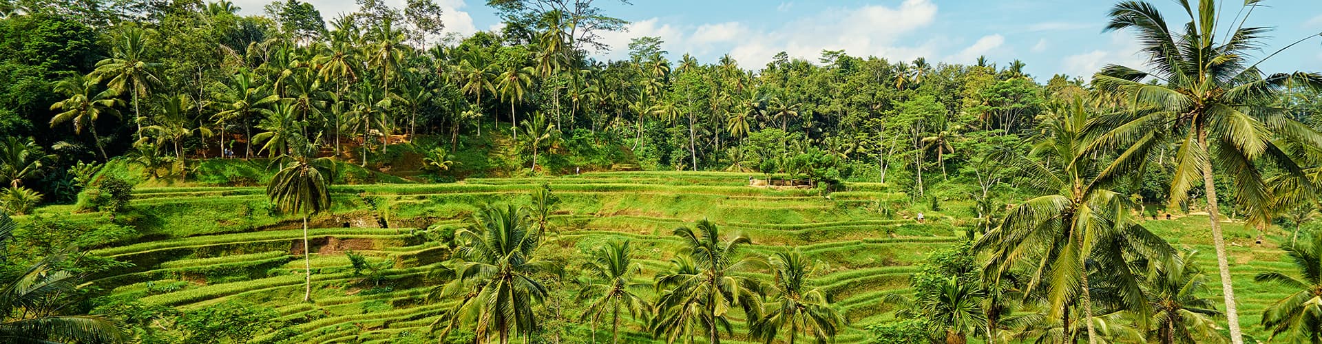 beautiful rice field in Ubud, Bali