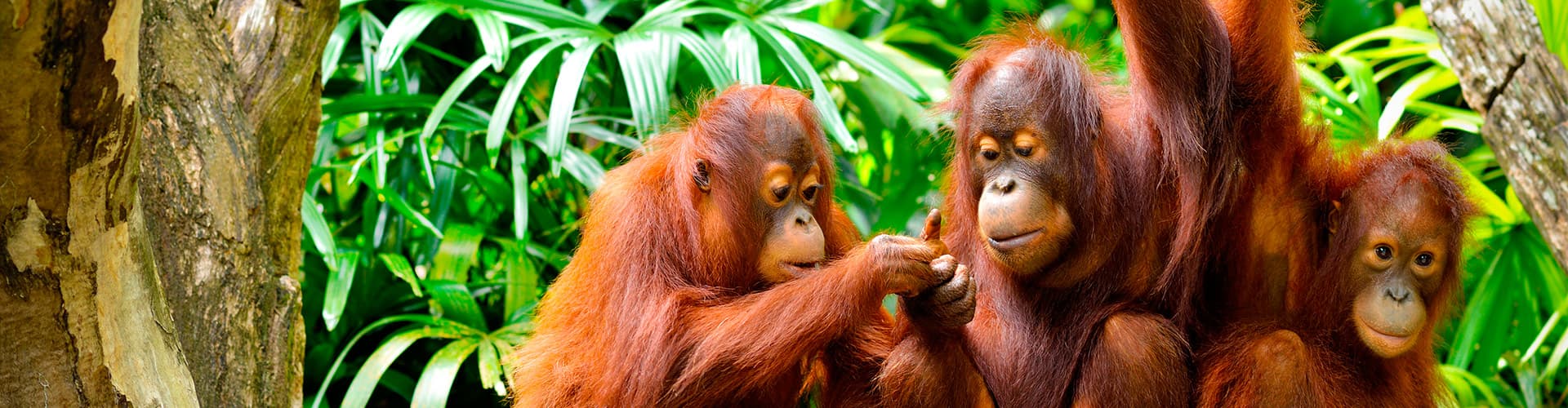 borneo orangutan family in jungle