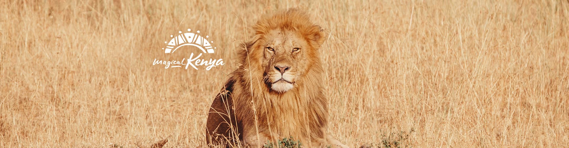 Kenya Lion Grass