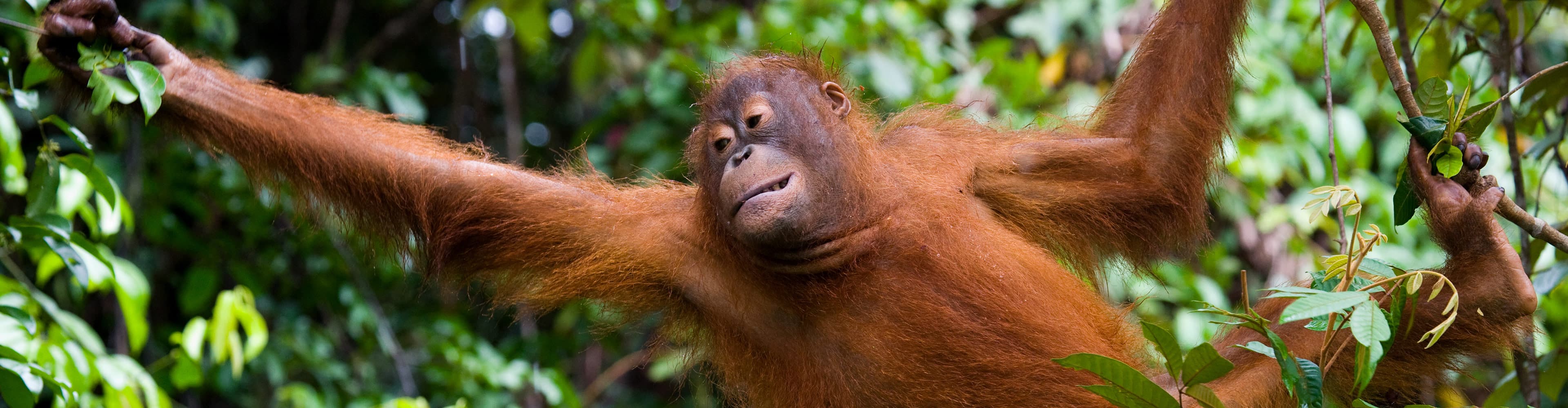 The amazing and beautiful Orangutans of Borneo