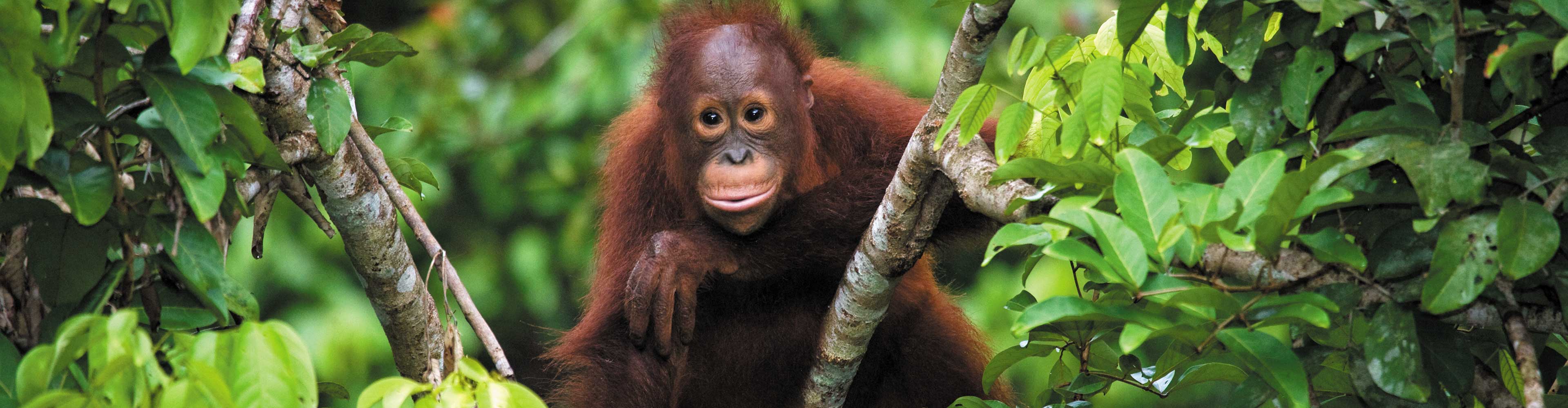 borneo_orangutan