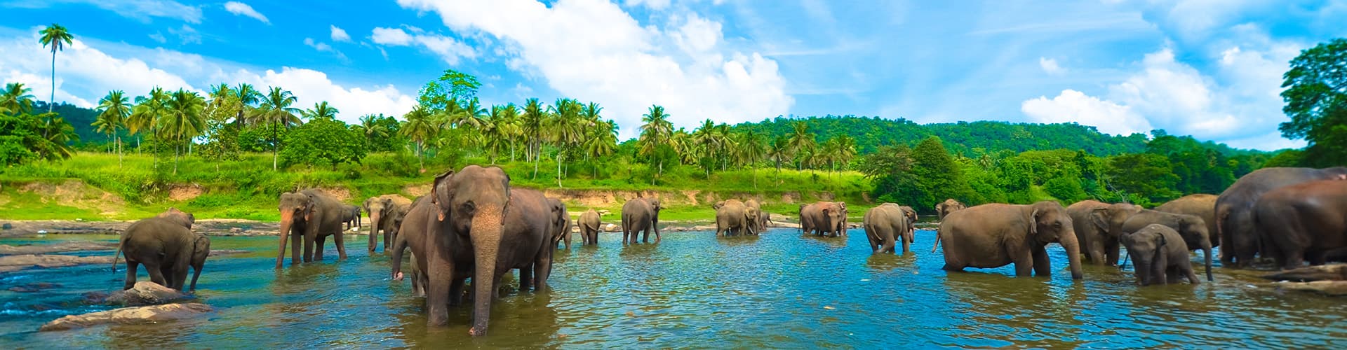 Elephants bathing in Udawalawe National Park, Sri Lanka