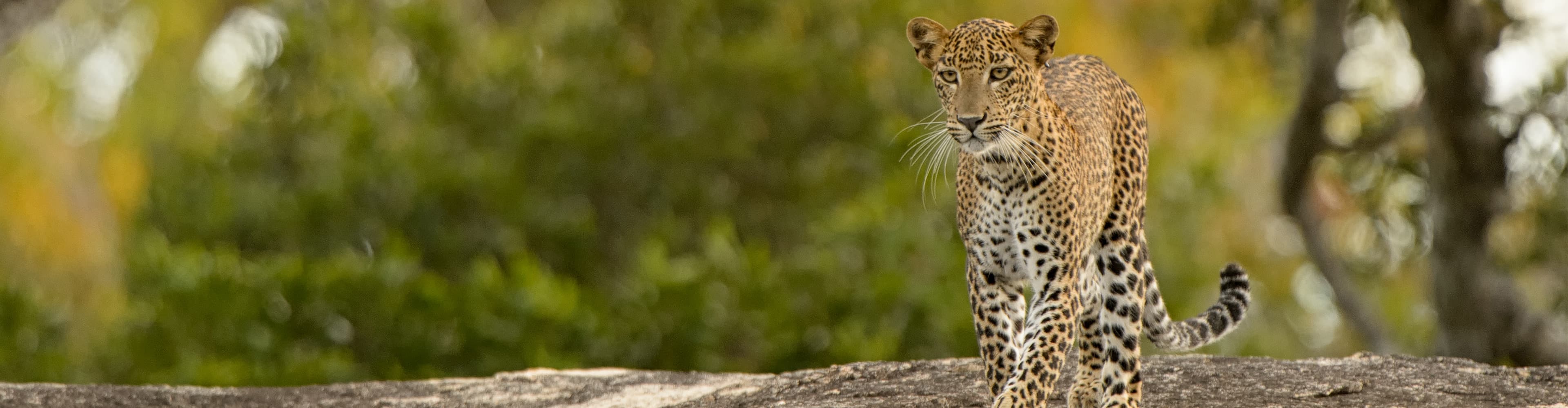 Sri Lanka, Kumana National Park, Leopard