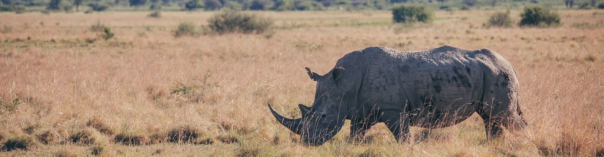 A White Rhinoceros roaming in Khama