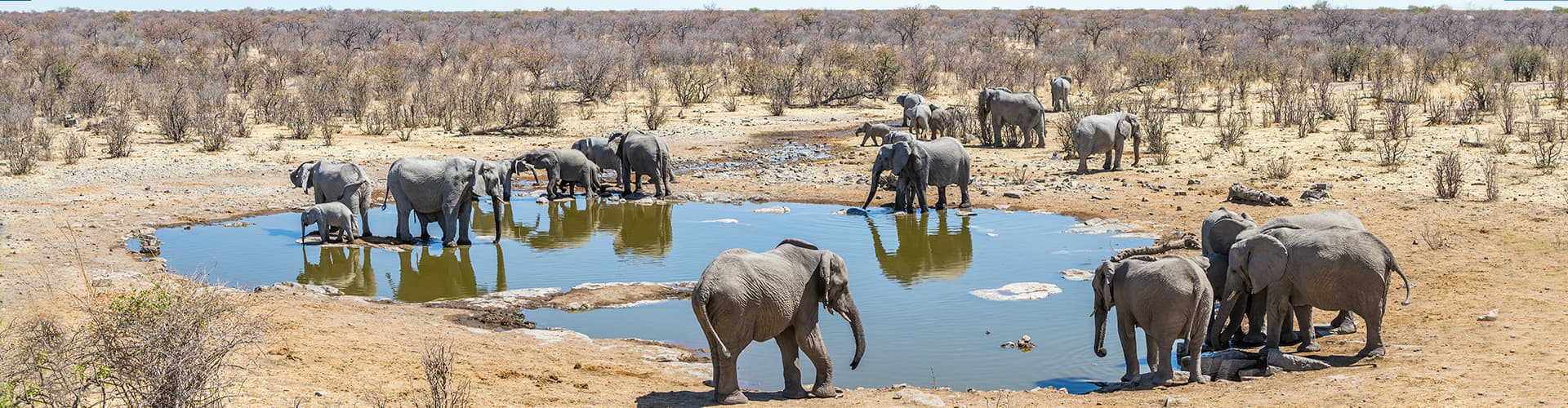 A herd of elephants at a watering-hole in South Africa