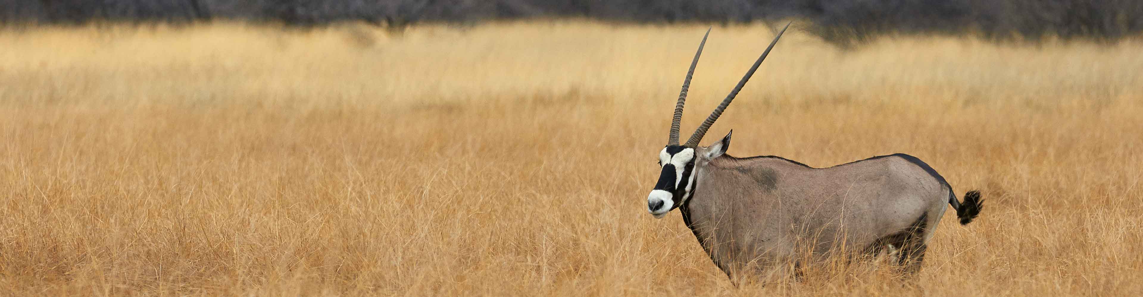 Hwange Experience