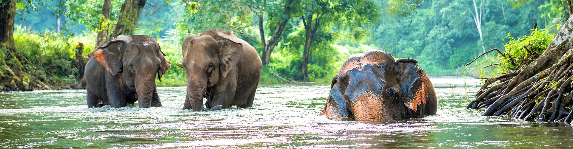 Asian elephants bathing in Northern Thailand