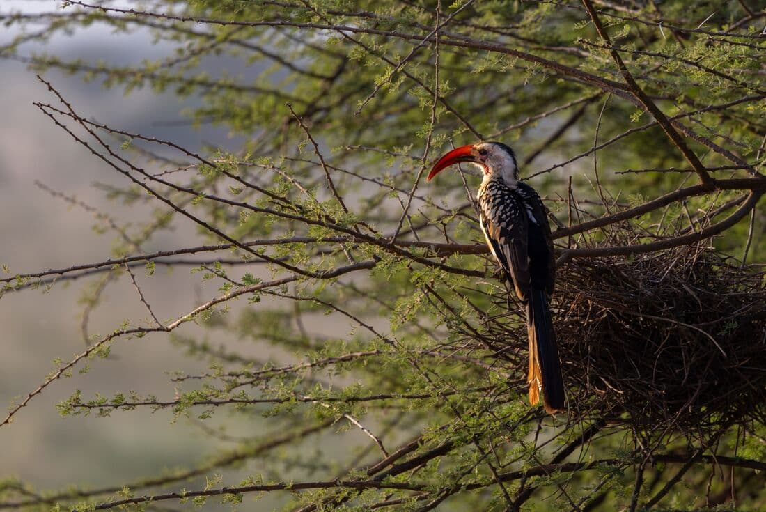 A hornbill perched on a bush in Tsavo East National Park in Kenya