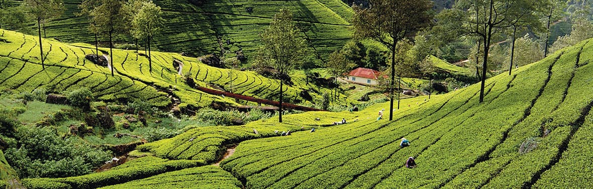 Tea plantation