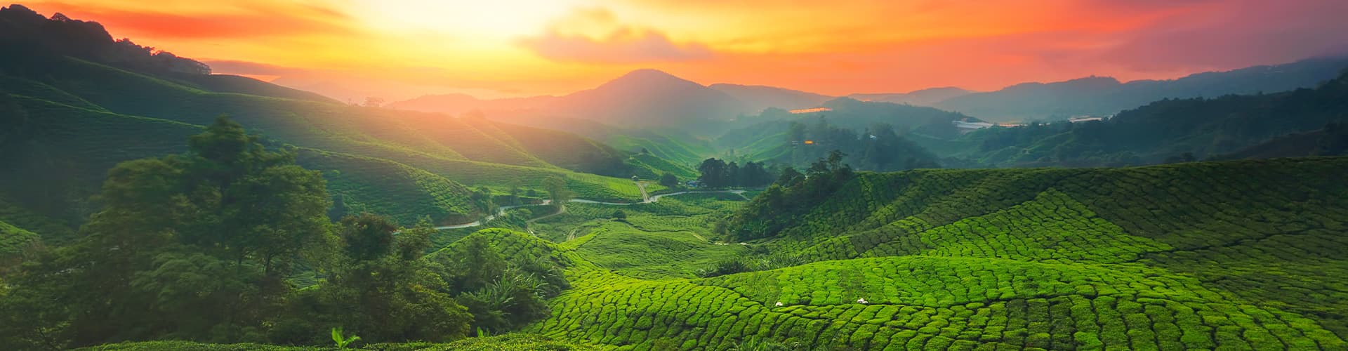 Cameron Highlands tea plantation at golden hour, Malaysia