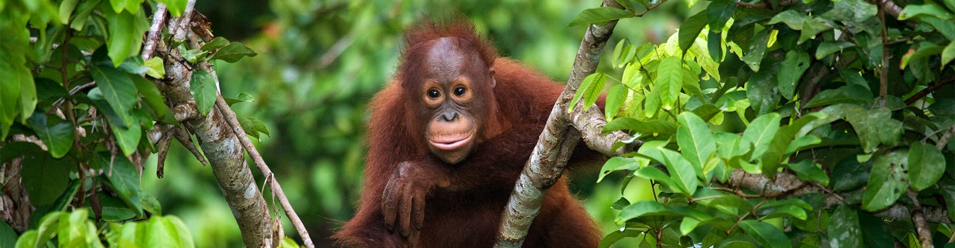 Baby orangutan in a tree, Borneo