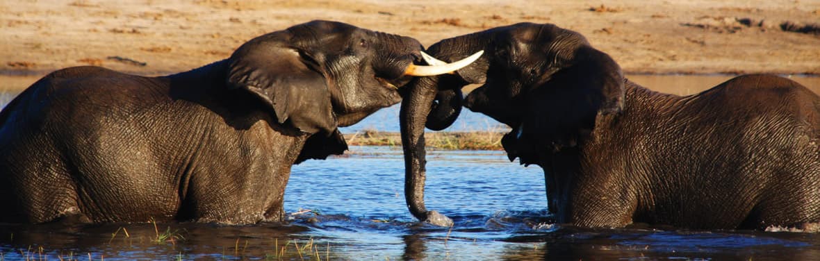 Elephants, Chobe National Park