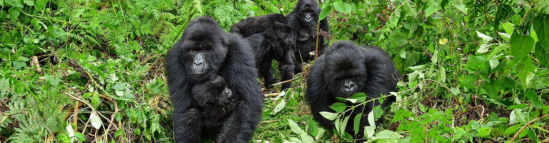 Meet the silverback gorillas of Uganda