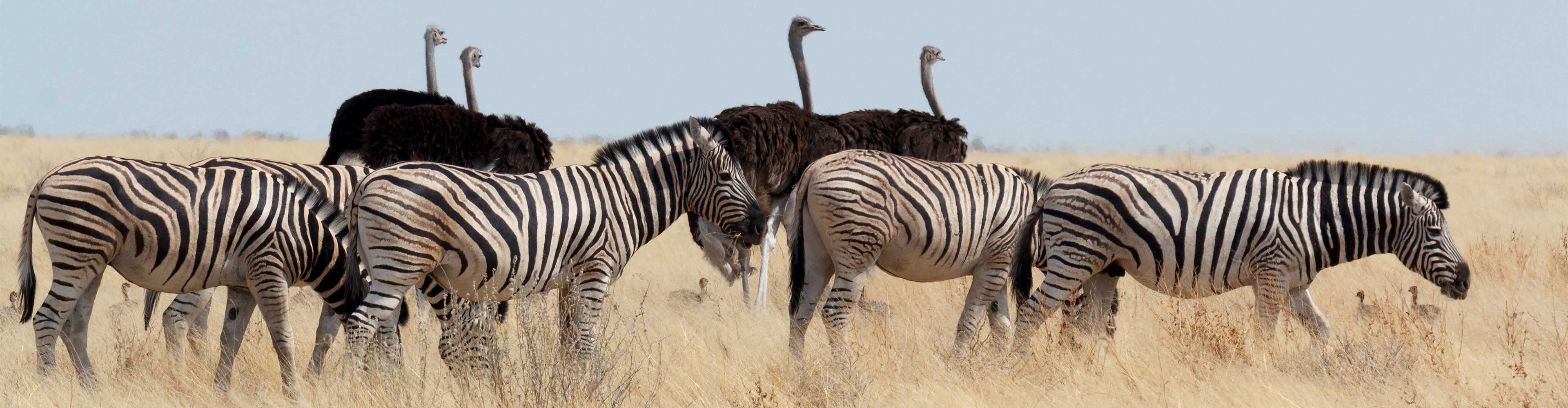 Zebra herd and ostriches in long grass in Etosha National Park