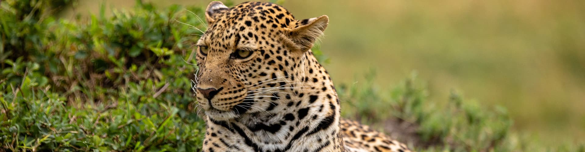 Leopard sits in green grass in Masai Mara