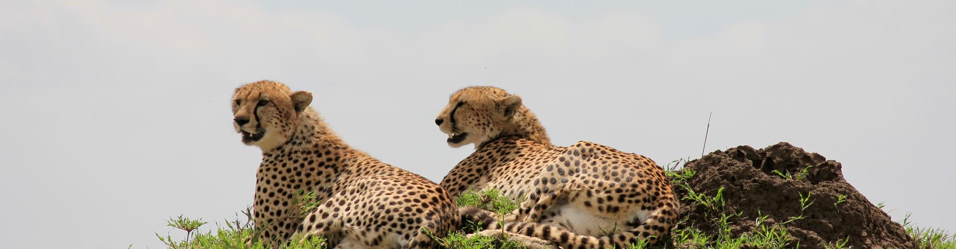 Serengeti Cheetahs