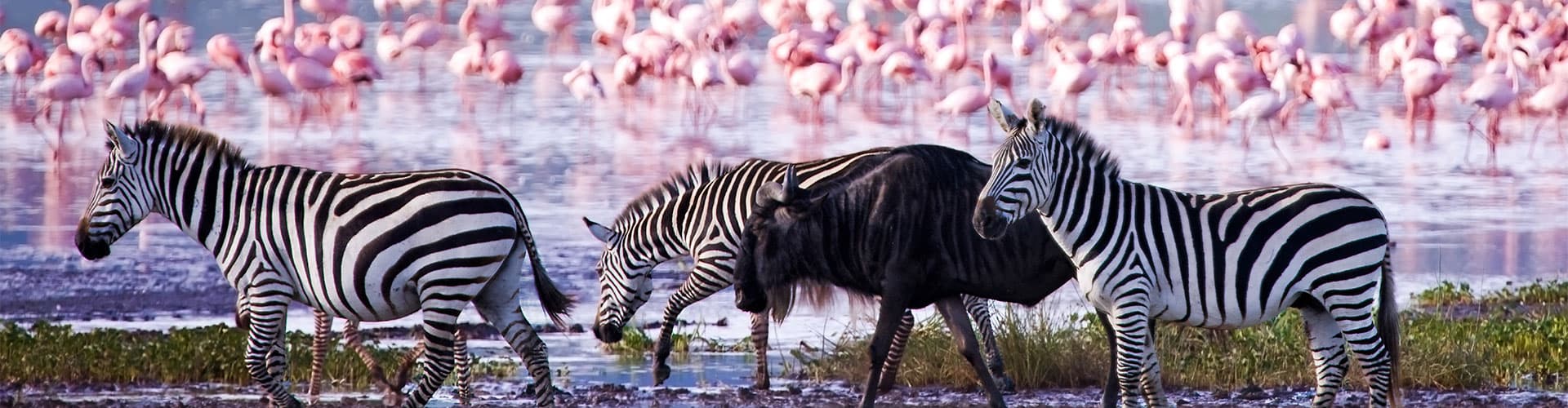 Zebras and a wildebeest walking along the shore of Lake Magadi