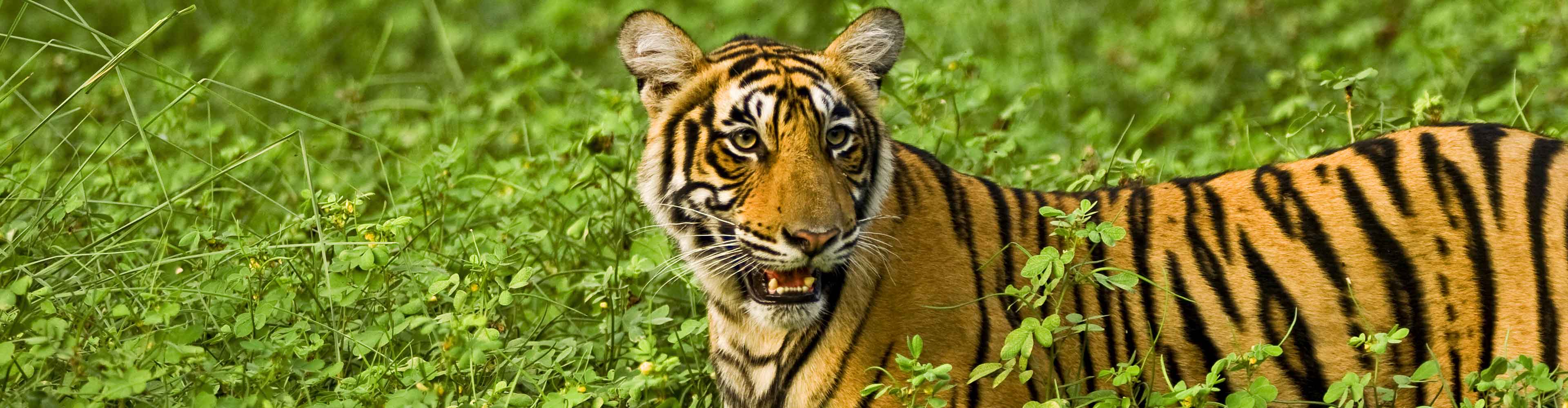 India_rajasthan_tiger