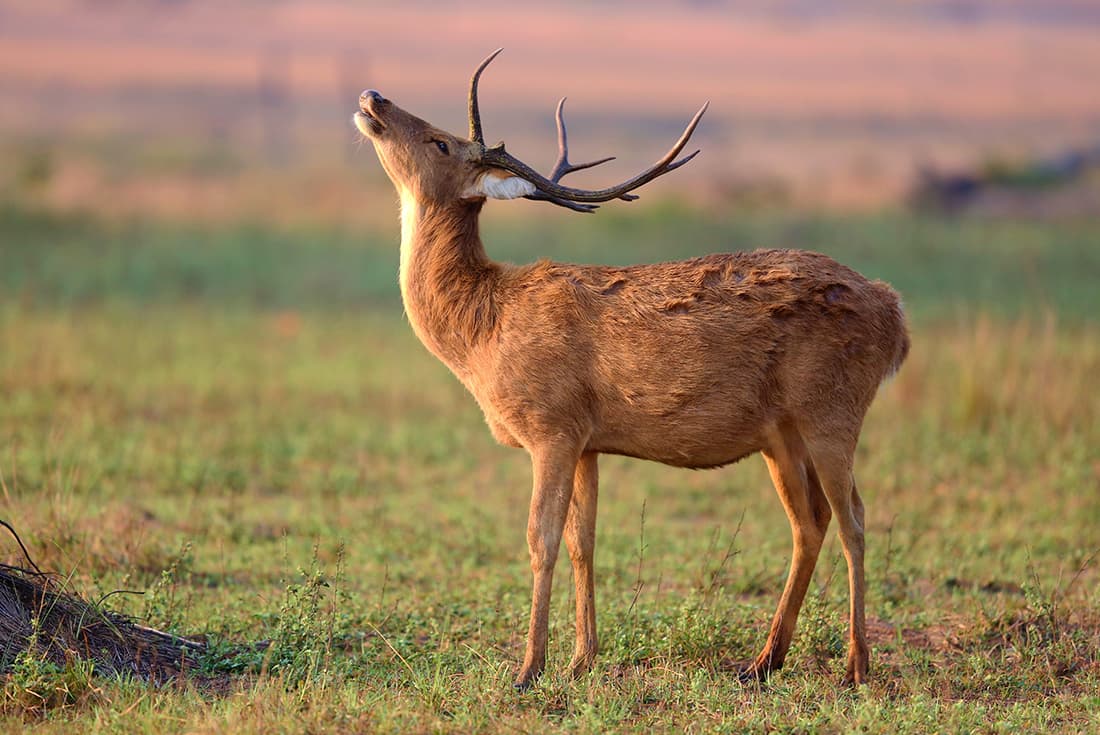 barasingha_india