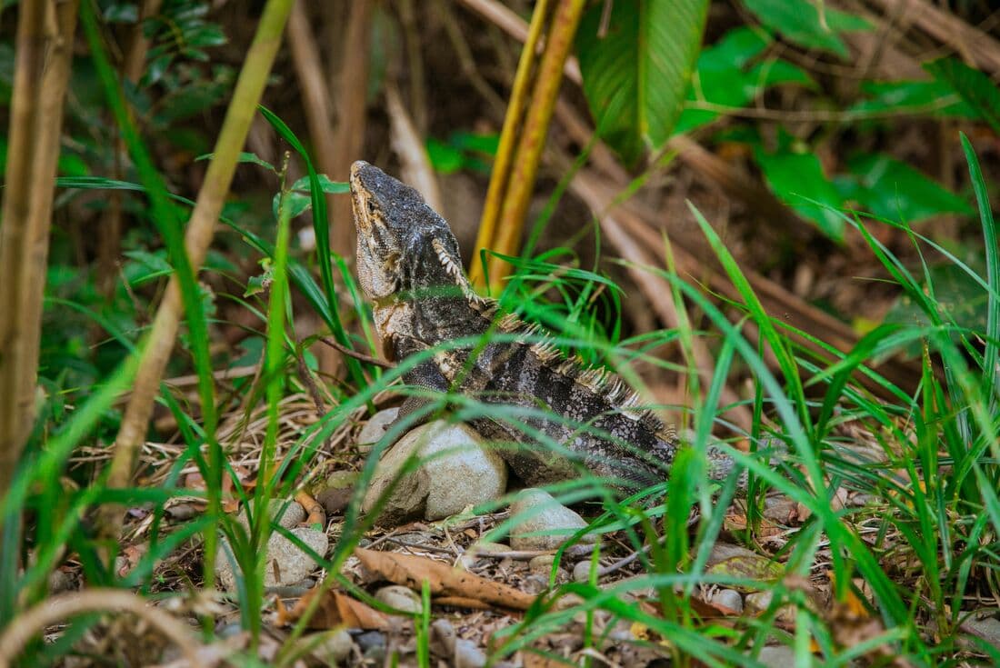 Black spiny tail iguana in the forests of Manuel Antonio National Park in Costa Rica