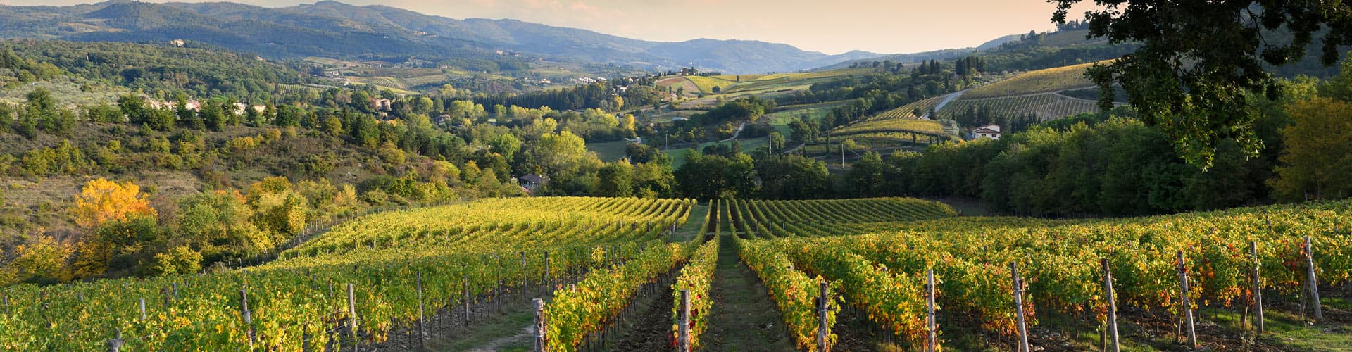 Sunset overlooking the Chianti vineyard region, Tuscany, Italy
