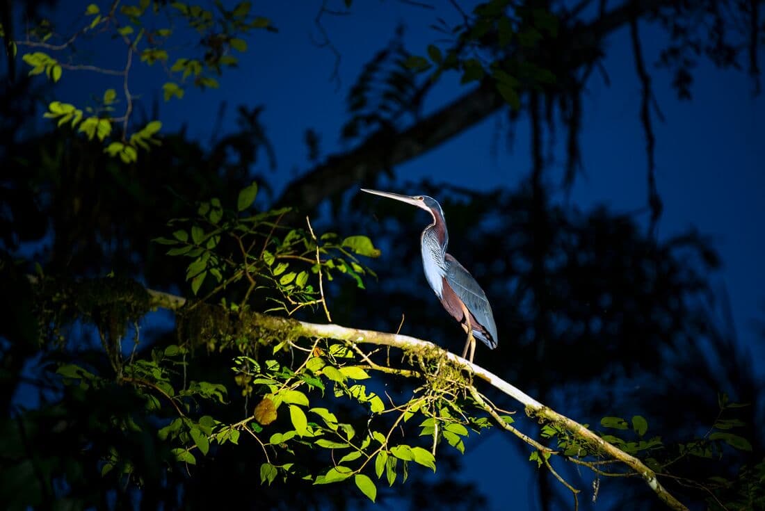 Agami Heron bird in Amazon Rainforest at night, Ecuador