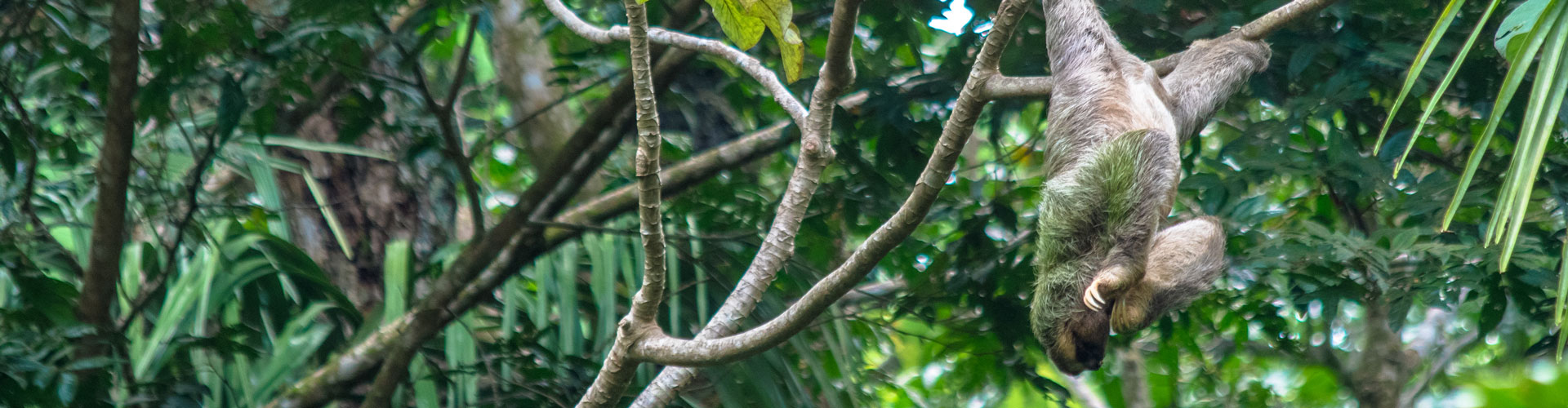Sloth hangs from tree branch in Manuel Antonio National Park, Costa Rica