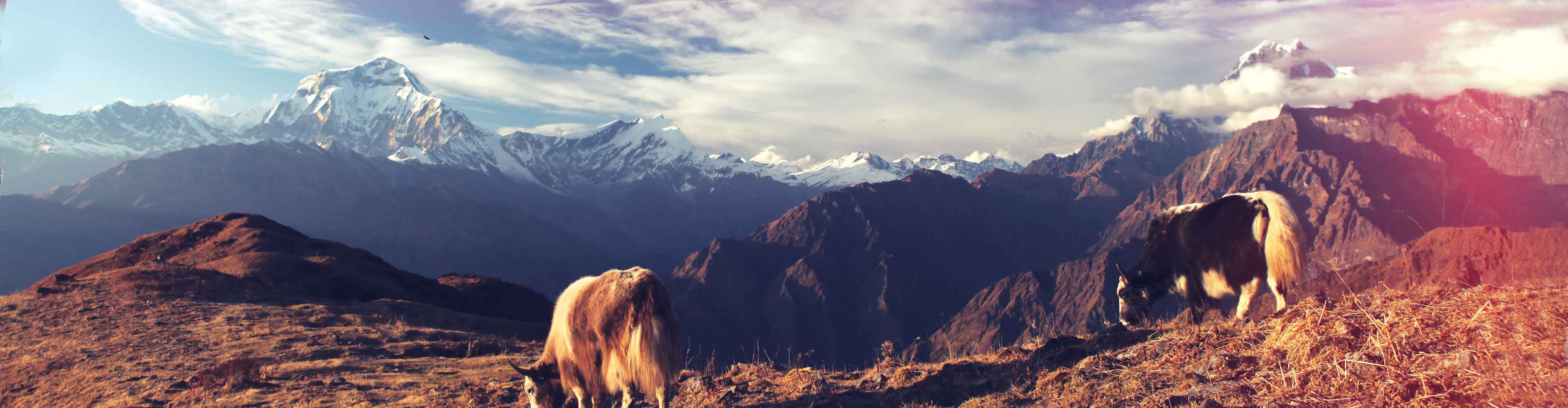 Nepal Annapurna Cows Mountains