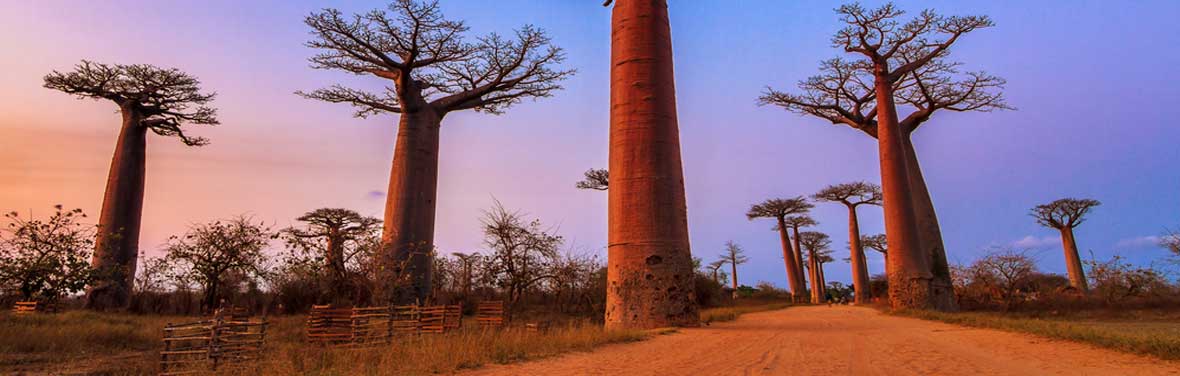 Madagascar, boab tree