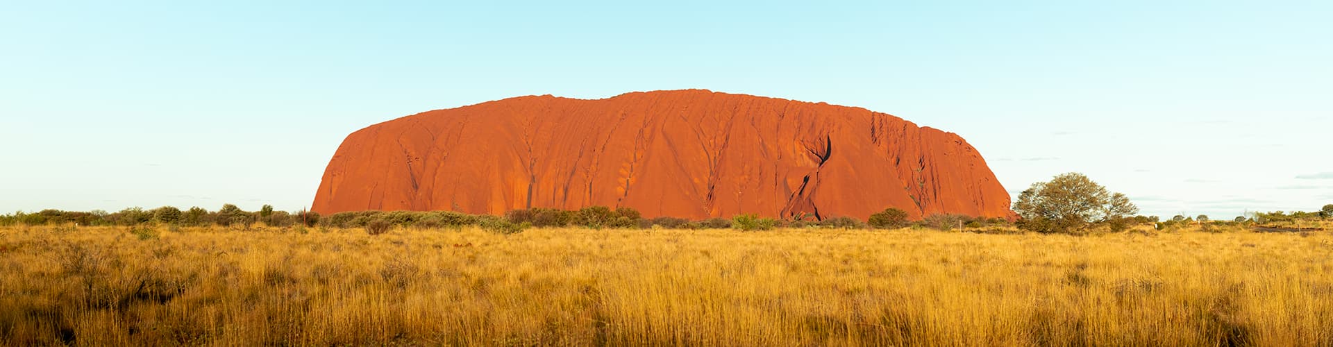 Uluru, lit by the sunset against a blue sky and the yellow green scrub.