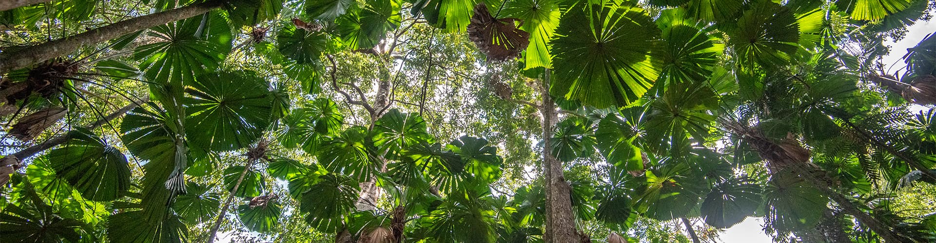 Go from Sydney to the Daintree with Intrepid
