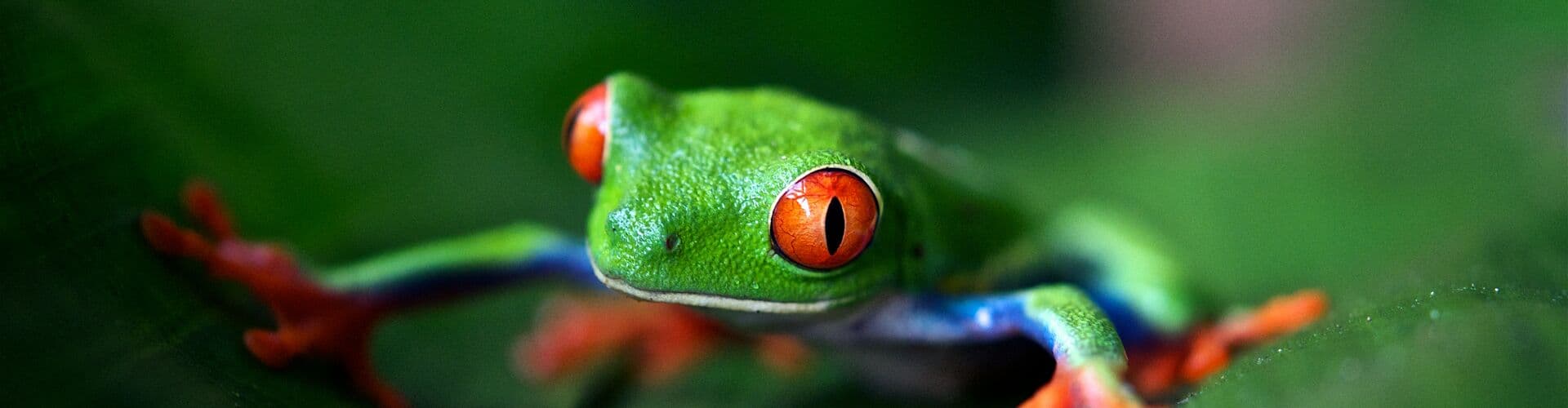Treefrog in Costa Rica