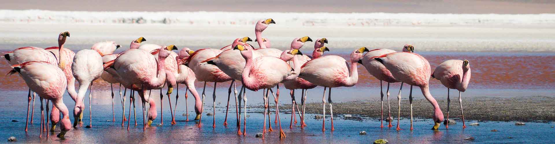 Flamingos gather at salar de uyuni in bolivia