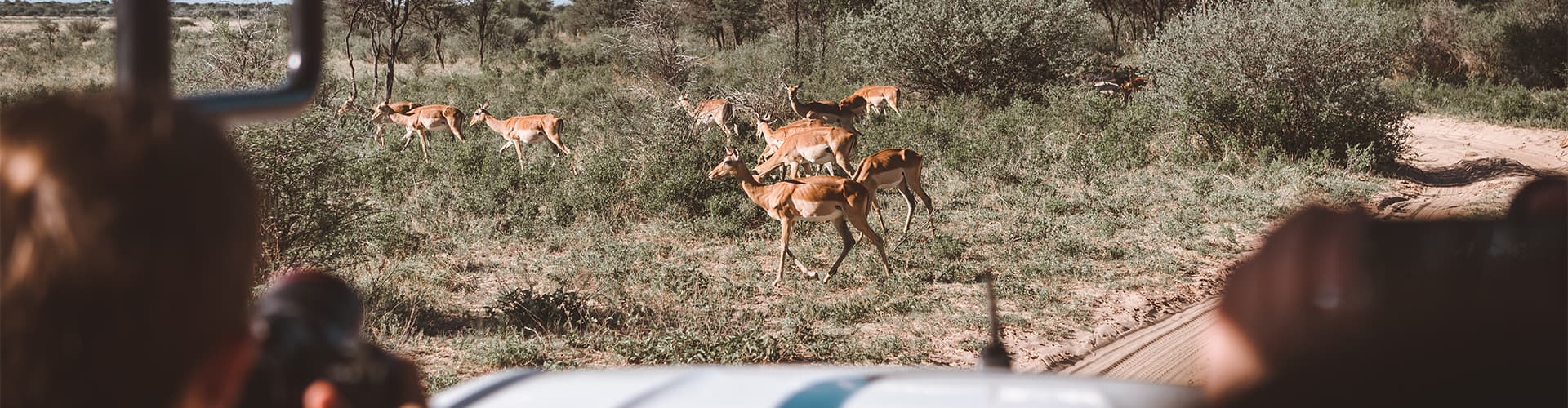 A group of impala scamper past travellers in a safari jeep.