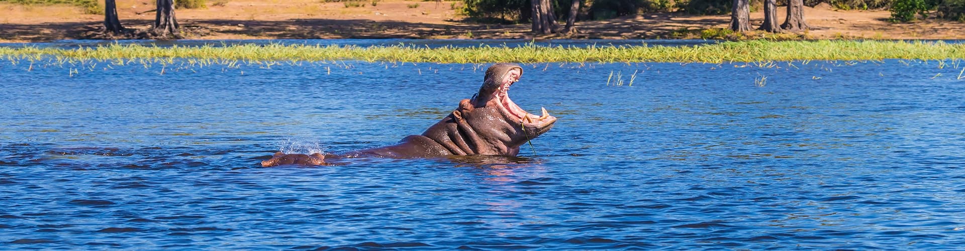 The wildlife in Chobe National Park is breathtaking
