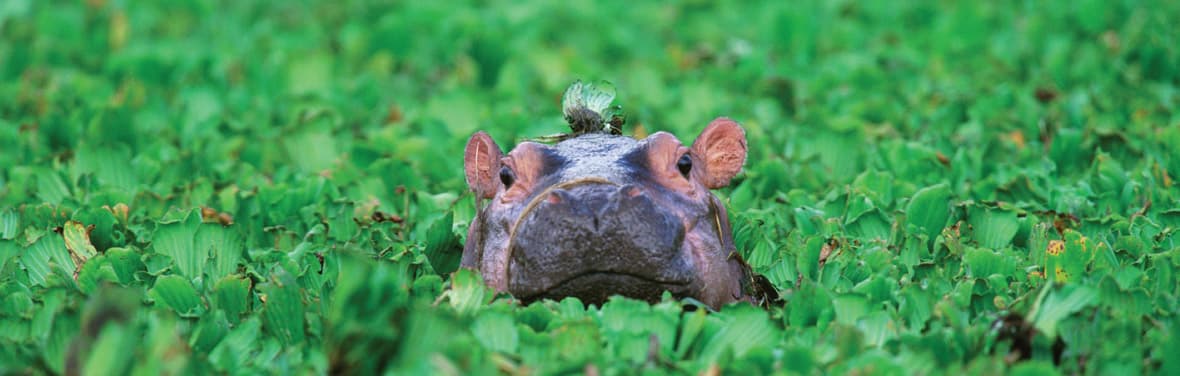 Baby hippopotamus, Tanzania